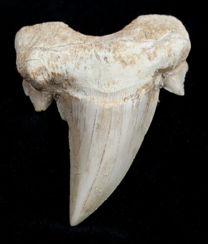 High Quality Otodus Fossil Shark Tooth #1748